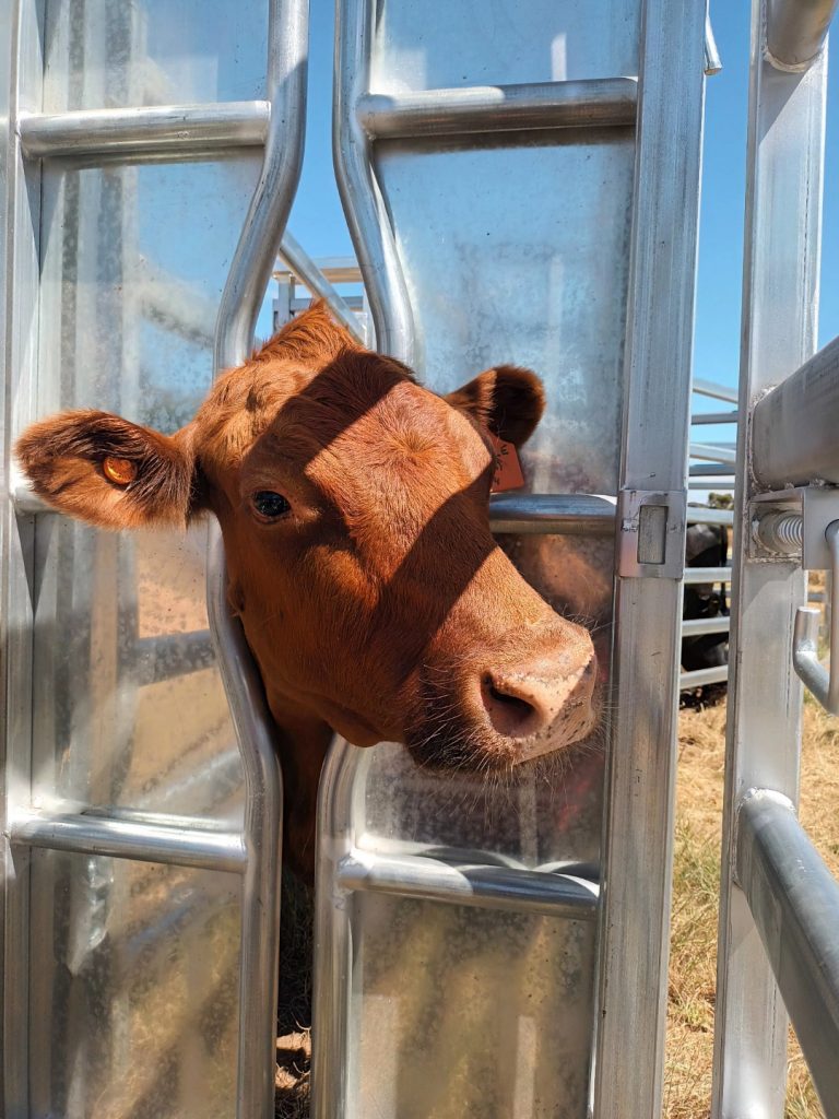 Cattle Premium Head Bale AG Wide Wholsalers